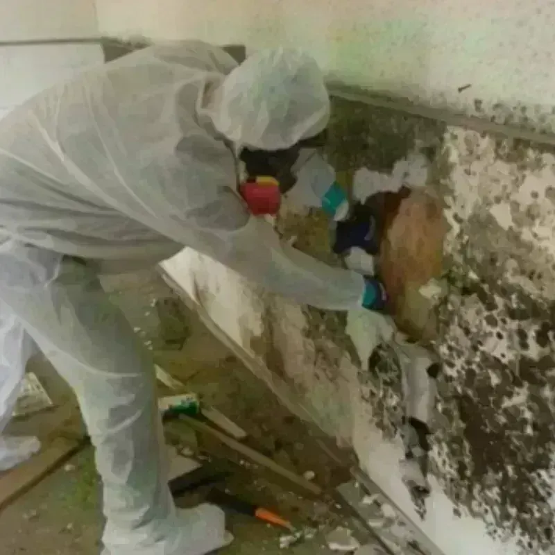 Mold Remediation and Removal in Ranlo, NC